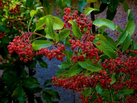 Free Stock Photo of Red Berries on Plants