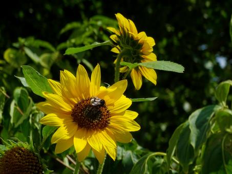 Free Stock Photo of Sunflowers in Amsterdam