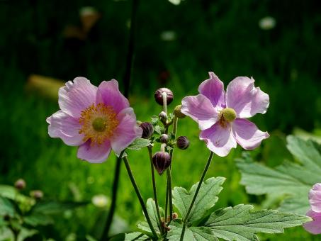Free Stock Photo of Pink Flowers - Amsterdam Summer