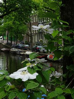 Free Stock Photo of White Flowers by Canal in Amsterdam