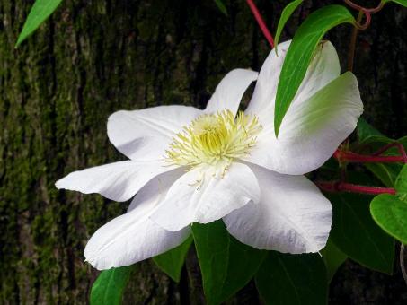 Free Stock Photo of White Flower Close Up