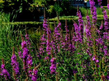 Free Stock Photo of Purple Shore Plants