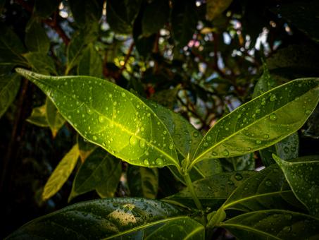 Free Stock Photo of Droplets on Green Leaves