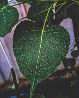 Free Stock Photo of Wet Green Leaf