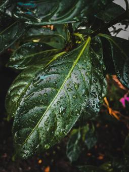 Free Stock Photo of Leaf with Droplets