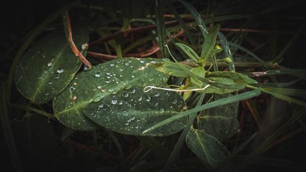 Free Stock Photo of Leaves After the Rain