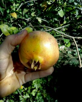 Free Stock Photo of Holding Ripe Pomegranate Fruit