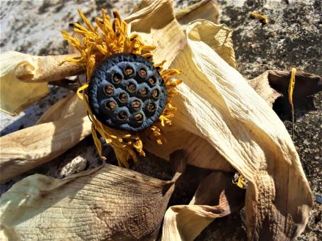 Free Stock Photo of Dried Lotus Seed Pod