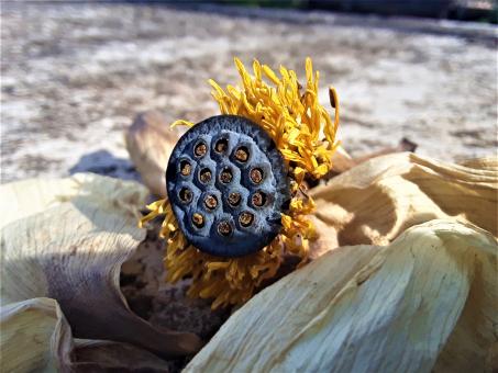Free Stock Photo of Dried Out Lotus Seed Pod