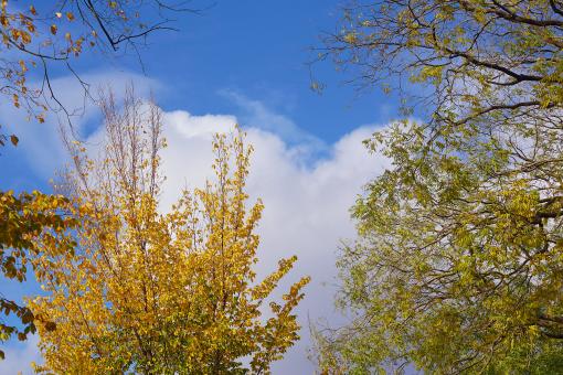 Free Stock Photo of Autumn Trees Against Blue Sky
