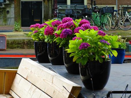 Free Stock Photo of Purple Flowers in Pots