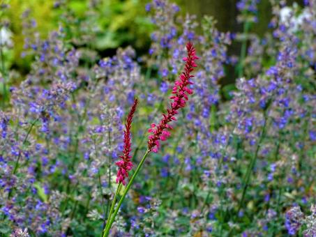 Free Stock Photo of Blooming flowers in a park