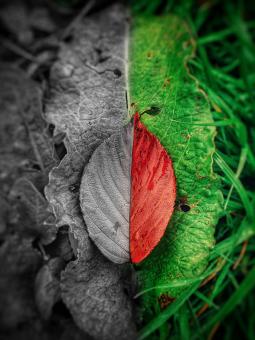 Free Stock Photo of Half Leaf Monochrome