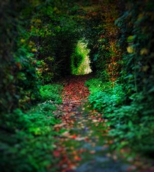 Free Stock Photo of Path to Narnia