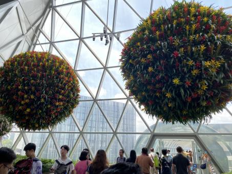 Free Stock Photo of Natural tree grown in Changi