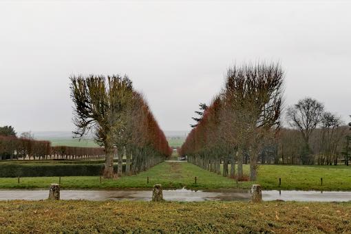 Free Stock Photo of Row of Trees
