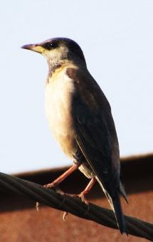 Free Stock Photo of Orphean Warbler