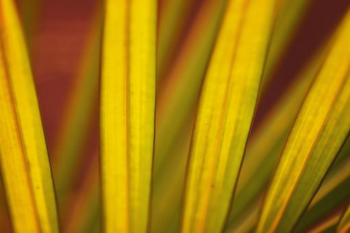 Free Stock Photo of Yellow Grass Blade