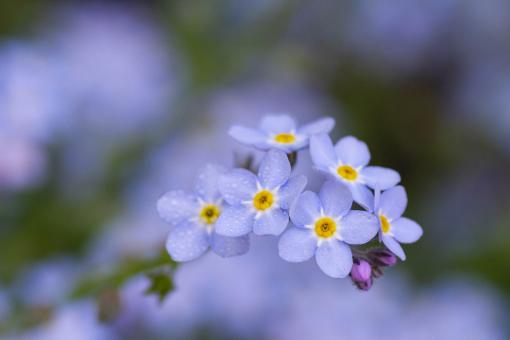 Free Stock Photo of Forget Me Not