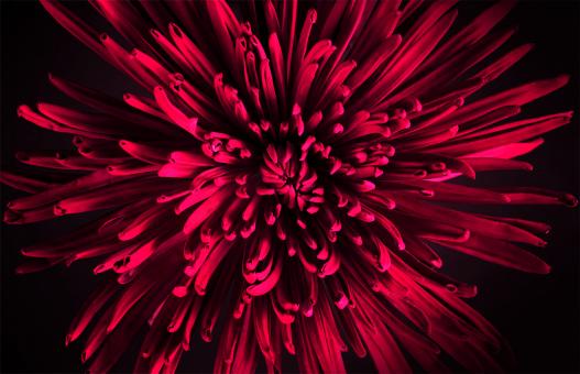 Free Stock Photo of Vivid Red Flower - Background