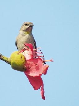 Free Stock Photo of Chestnut Shouldered Petronia