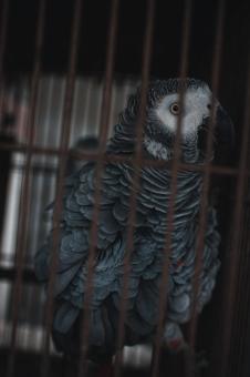 Free Stock Photo of Caged Grey Parrot