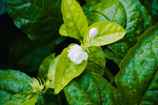 Free Stock Photo of Small Jasmine Flower