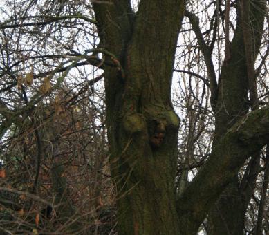 Free Stock Photo of Closed Face in Tree
