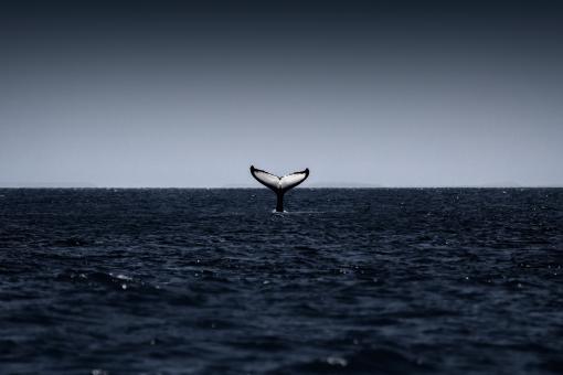 Free Stock Photo of Humpback Whale Tail - Diving Whale
