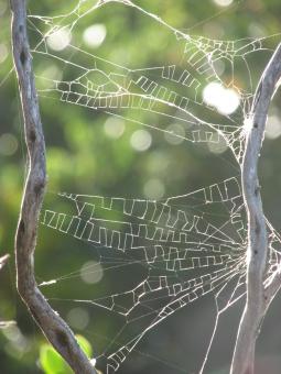 Free Stock Photo of Tattered Spider Web