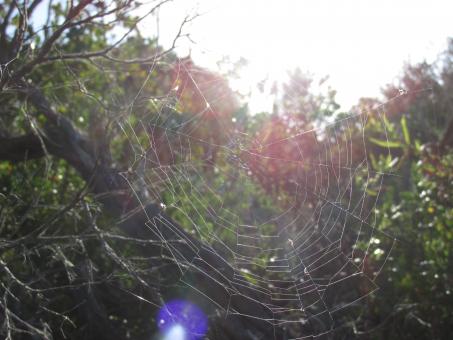 Free Stock Photo of Spider web in sunlight
