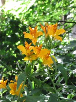 Free Stock Photo of Wild Yellow Lilies