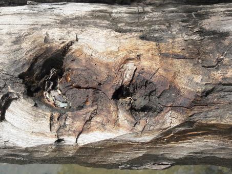 Free Stock Photo of grungy texture of shelled tree trunk surface