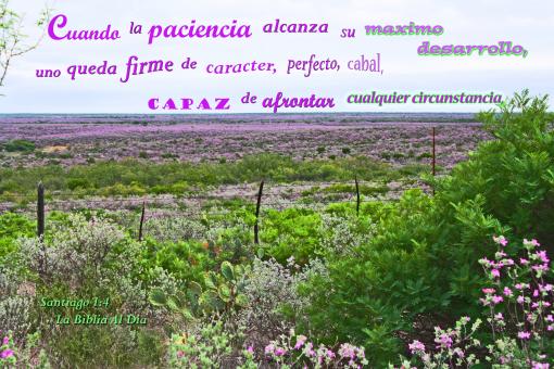 Free Stock Photo of Paciencia Maximo Desarrollo