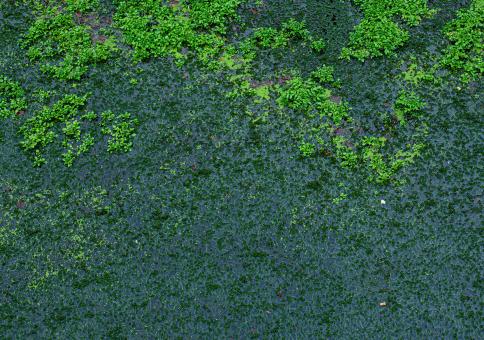 Free Stock Photo of Green mossy surface