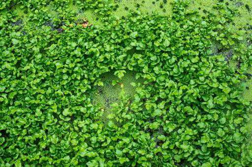 Free Stock Photo of Green leaves texture