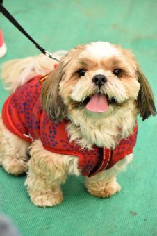 Free Stock Photo of Petfest Okhla Delhi India