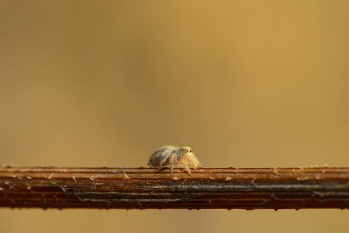 Free Stock Photo of Tiny Spider