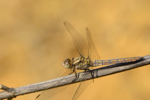 Free Stock Photo of Macro dragonfly