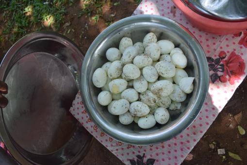 Free Stock Photo of 50 Eggs for making Biriyani