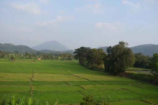 Free Stock Photo of Evening Hunt at the Paddy field