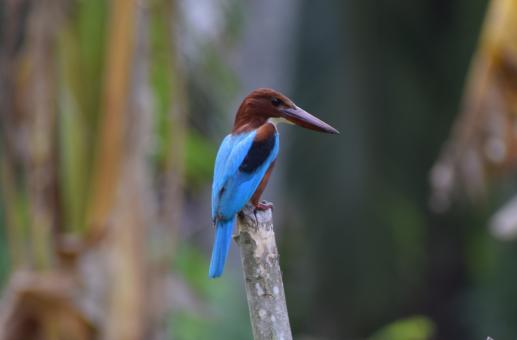 Free Stock Photo of  white-throated kingfisher bird on the dry stem of a tree