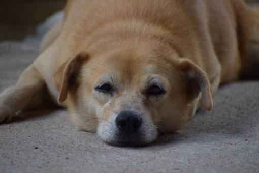 Free Stock Photo of Closeup view of cute brown puppy dog