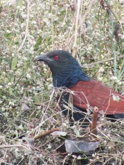 Free Stock Photo of Greater Coucal