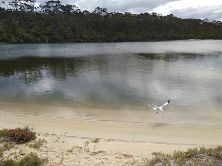 Free Stock Photo of Seagull At Lake