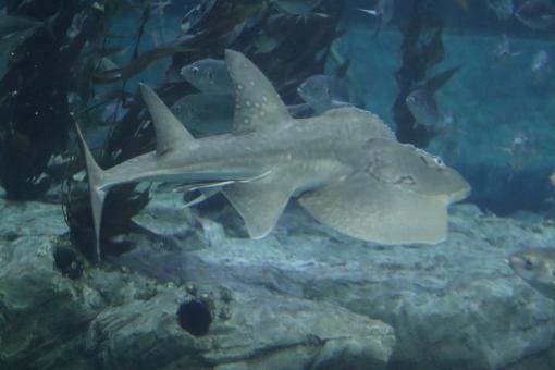 Free Stock Photo of Underwater Fish
