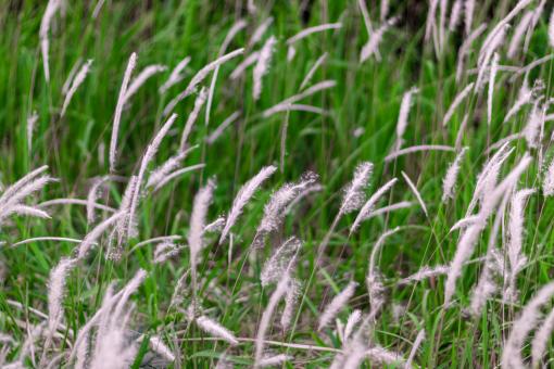 Free Stock Photo of White Cane Grass