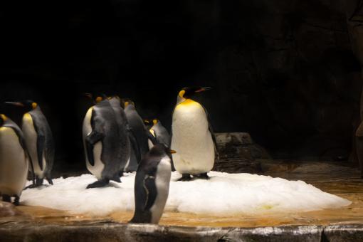 Free Stock Photo of Penguin in a zoo