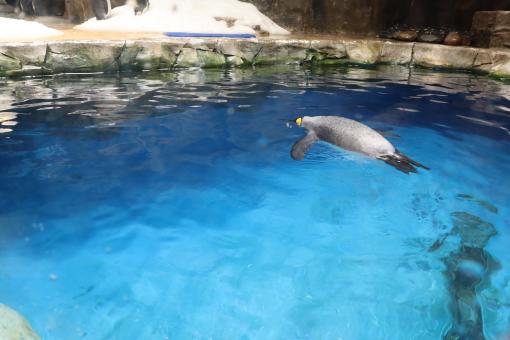Free Stock Photo of cute penguin in a zoo