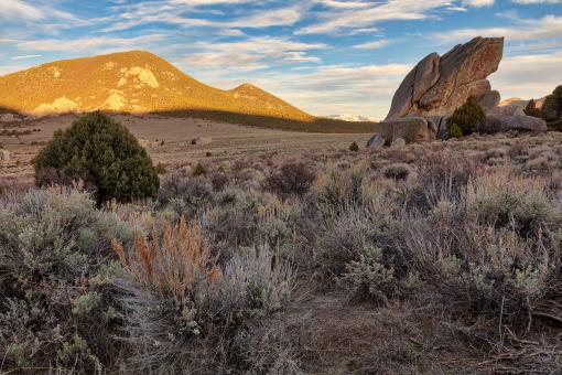 Free Stock Photo of Golden Idaho Camel